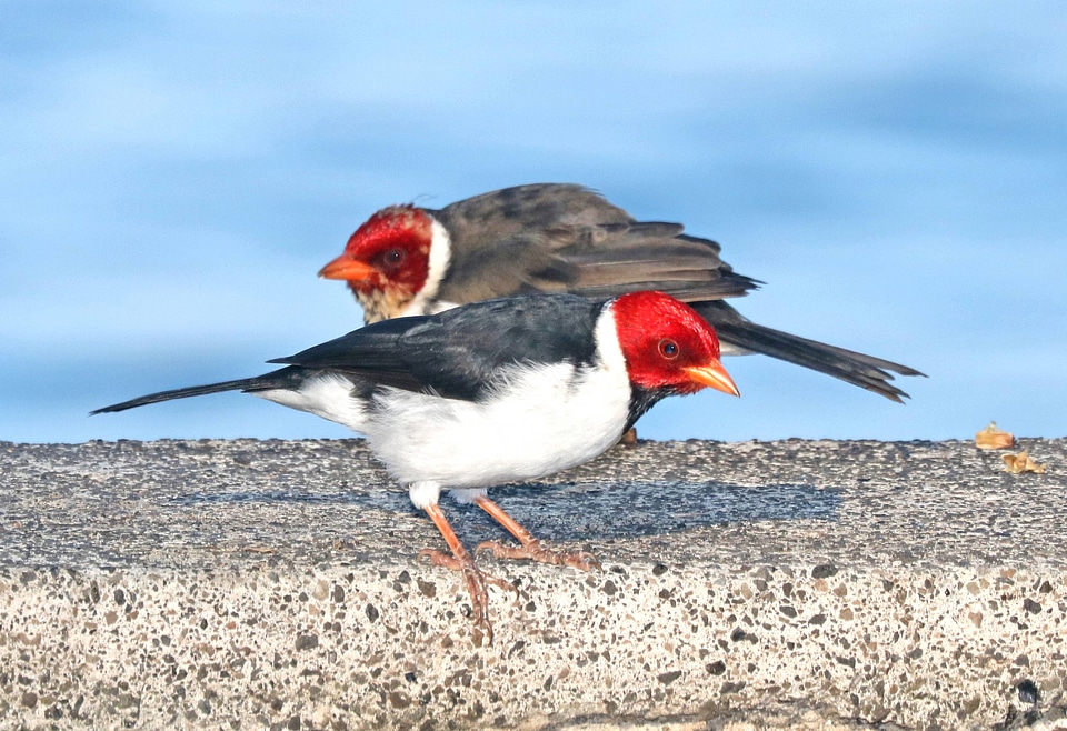 Yellow-billed Cardinal with juvenile