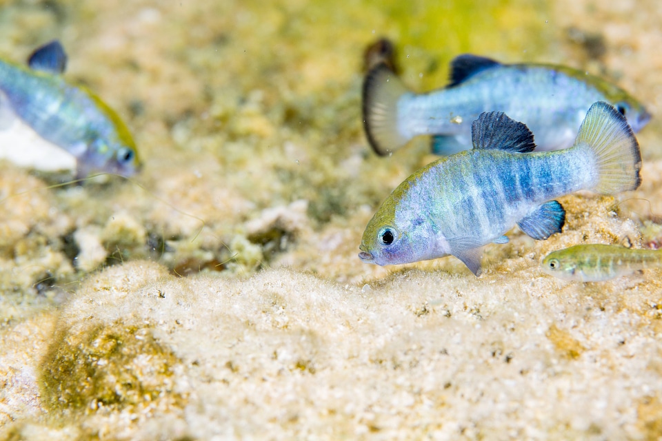 Ash Meadows Amargosa pupfish-3