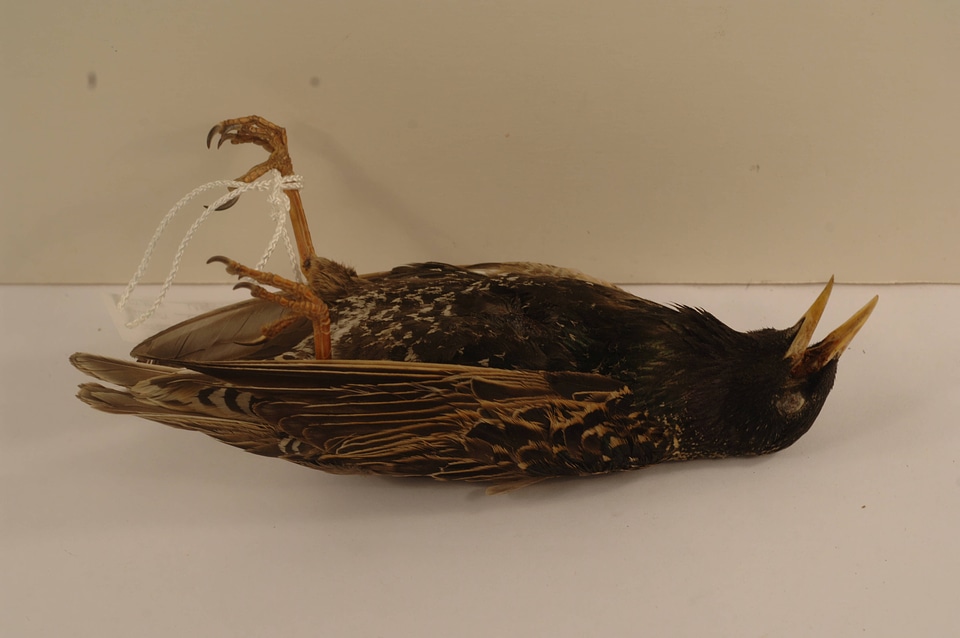 Sturnus vulgaris-1