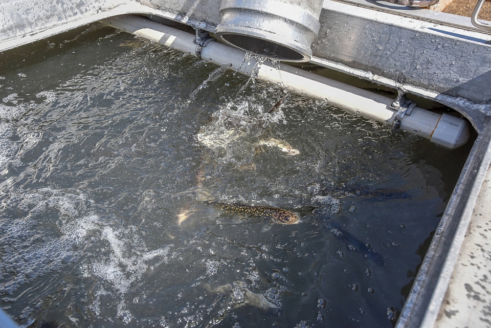 Juvenile lake trout in livewell aboard MV Spencer Baird-6