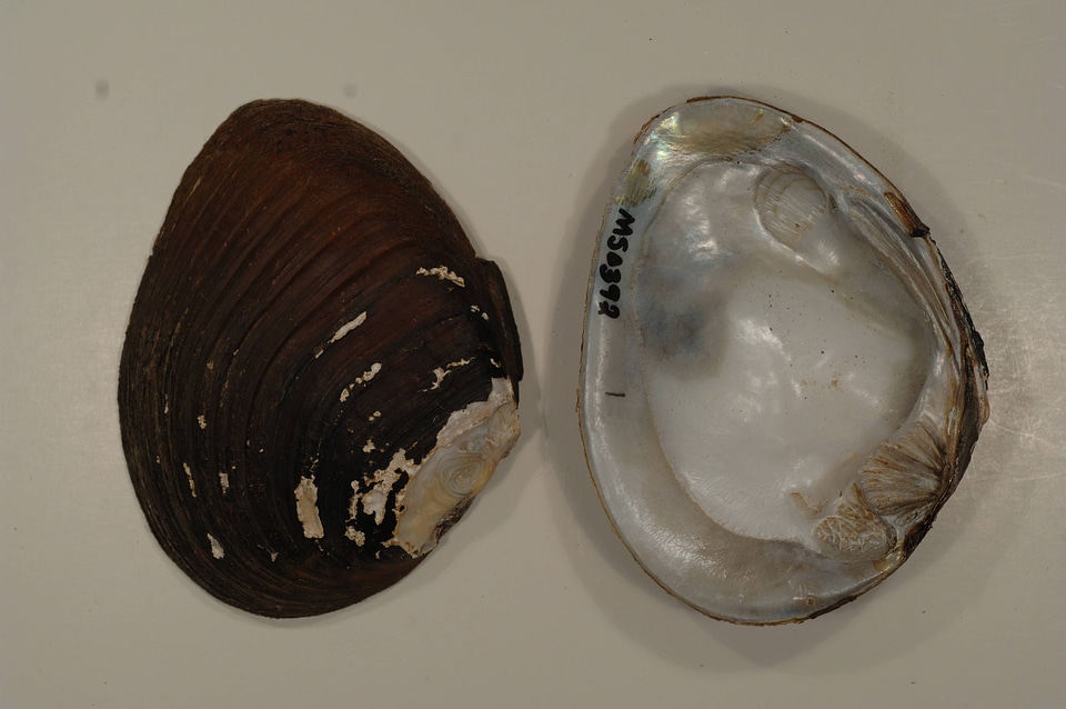 Ellipsaria lineolata