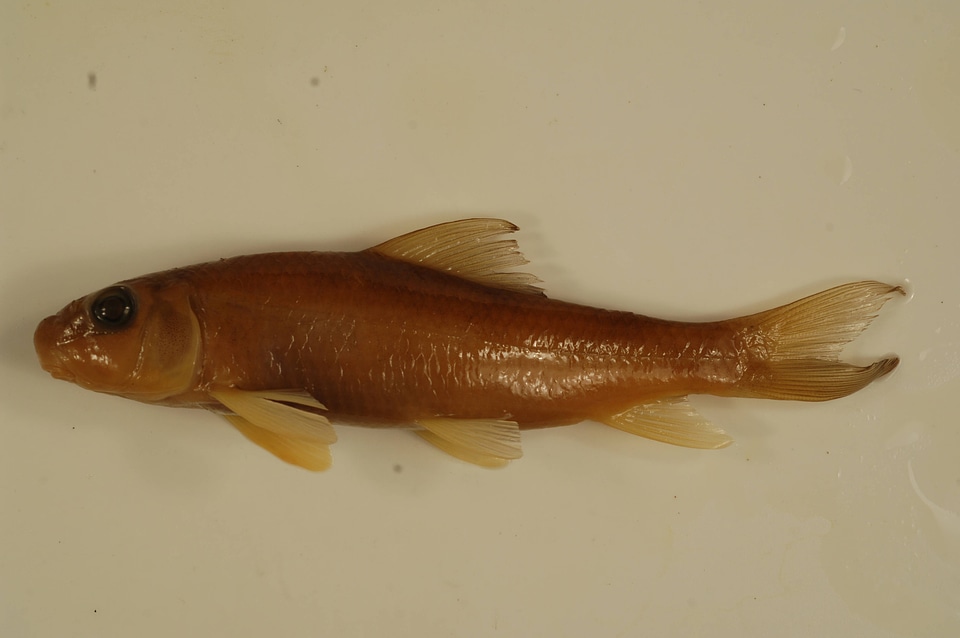 Moxostoma erythrurum-2