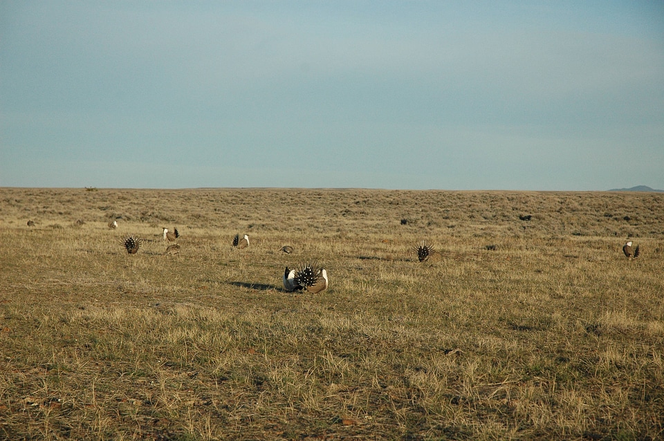 Greater sage-grouse-1