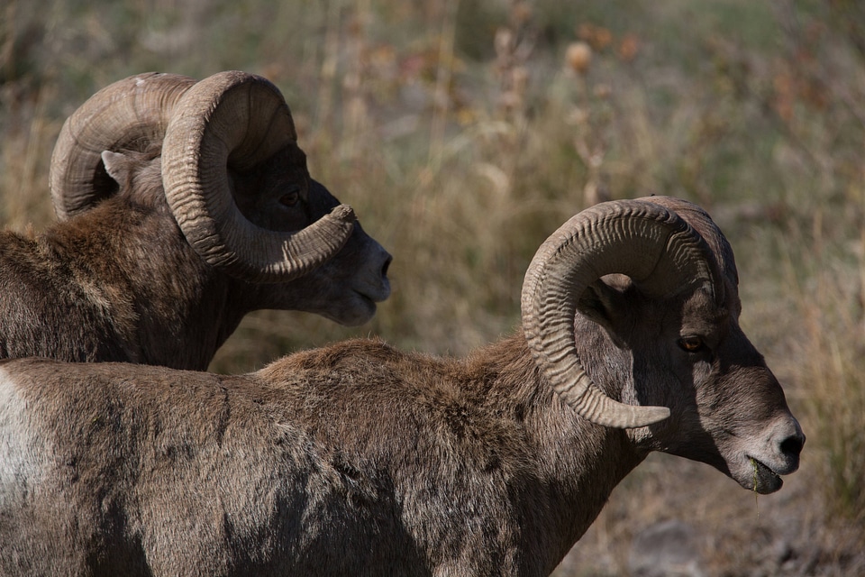 Two rams near water hole