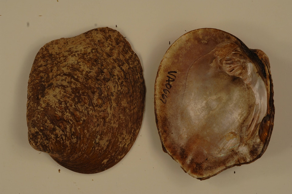 Cyclonaias tuberculata-2