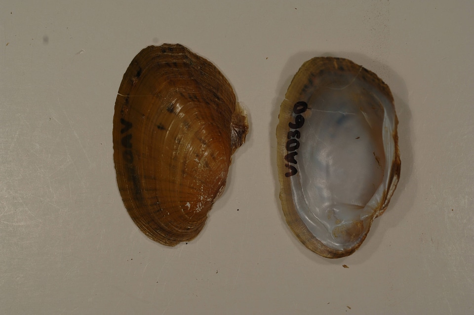 Ortmanniana pectorosa-3