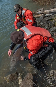 USFWS Fisheries workers releasing lake sturgeon-1