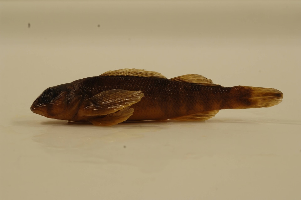 Etheostoma variatum-4