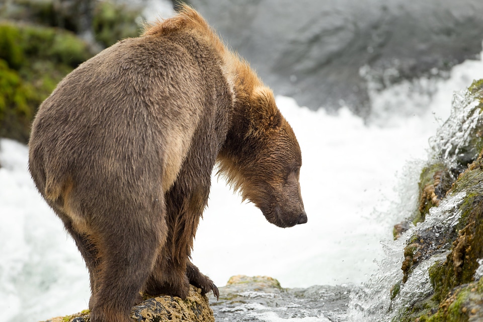 Kodiak brown bear in the falls-3