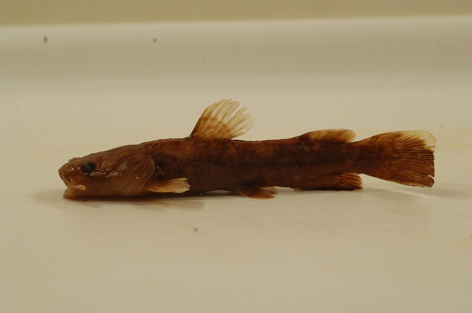 Pylodictis olivaris-1