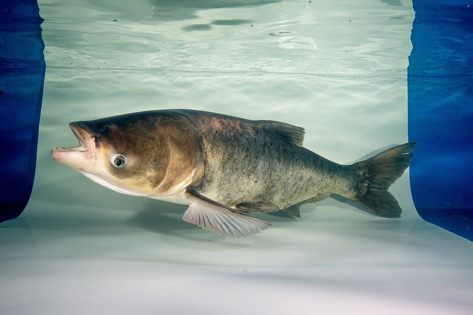 Bighead Carp Adult-6