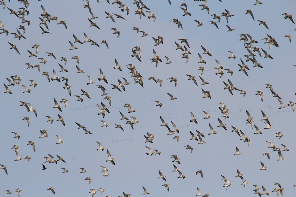 Swarm wild geese flying