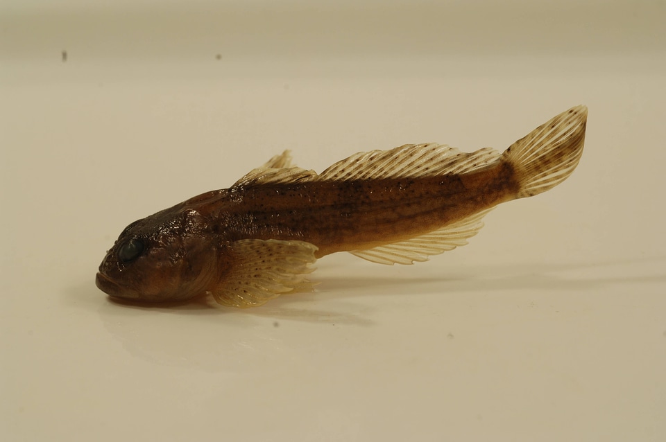 Cottus bairdii-1