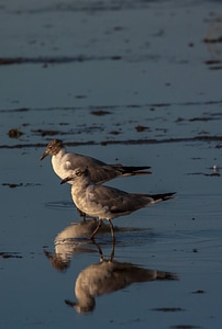 Laughing Gulls in water-2 photo