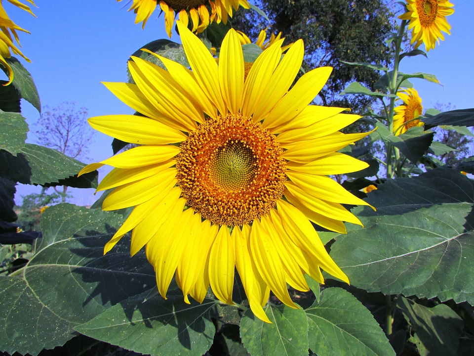 Floral botany garden