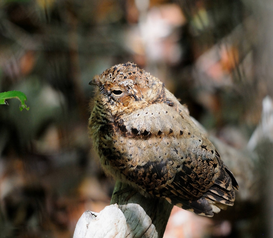 Puerto Rican nightjar chick