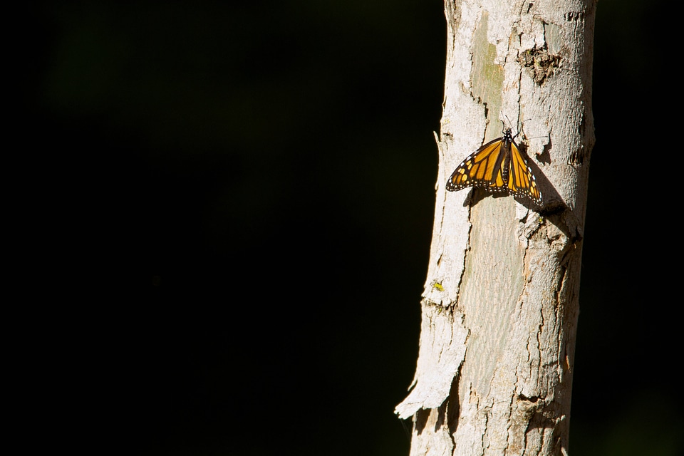 Monarch butterfly-1