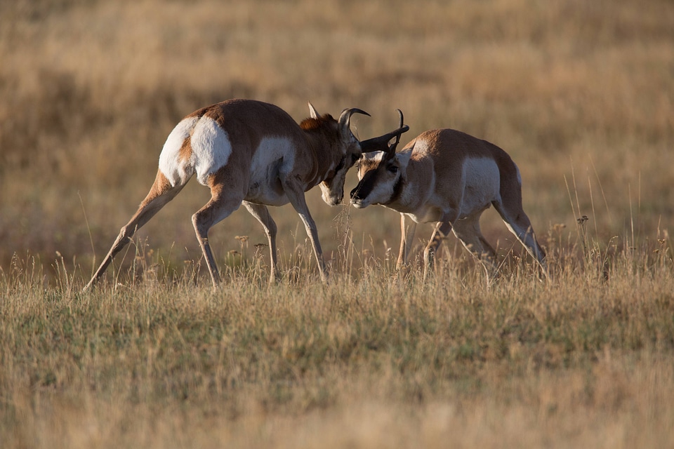 Pronghorn Antelope bucks fight-3