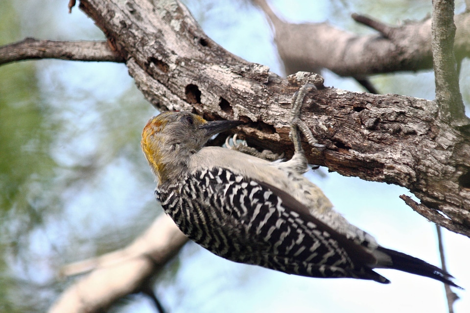 Golden-fronted woodpecker