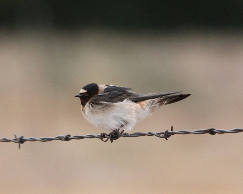 Cliff Swallow on barbed wire