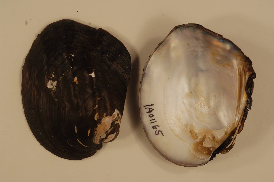 Amblema plicata-2
