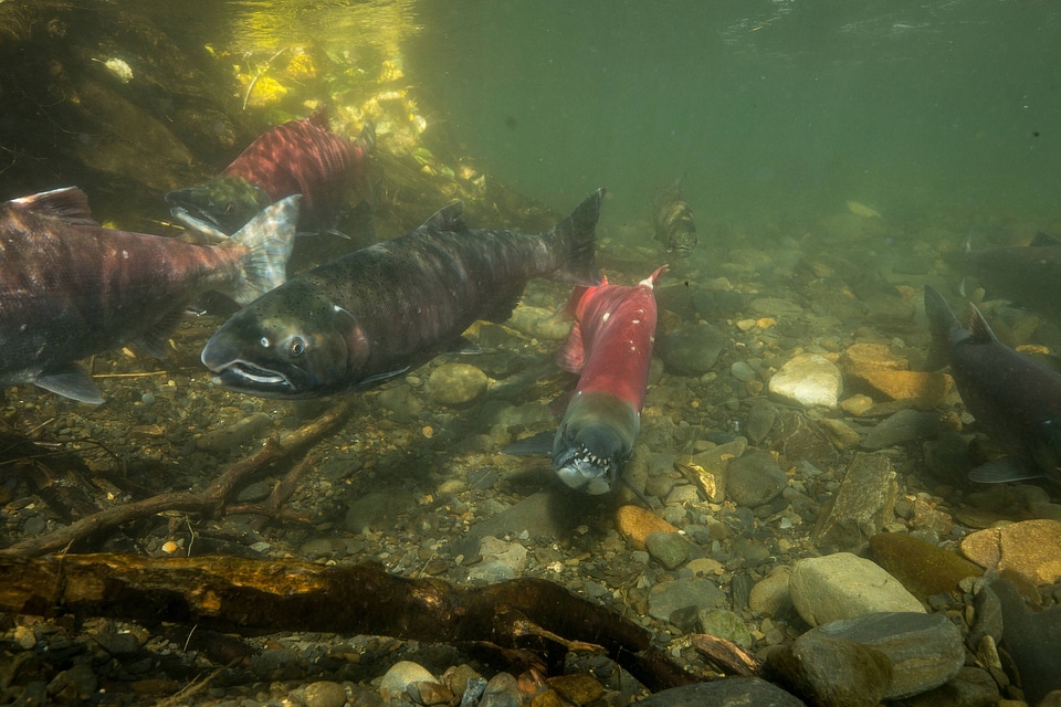 Salmon migration -2