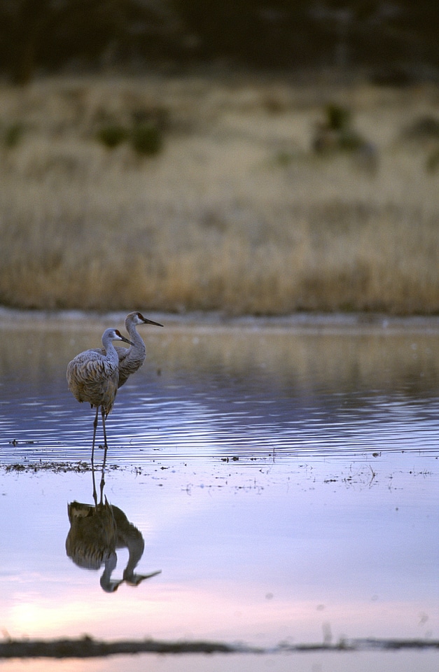 Sandhill Cranes-2