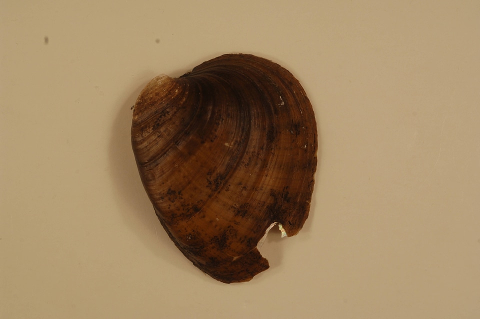 Ellipsaria lineolata (outside)-1