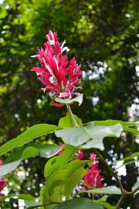 Nature garden peradeniya