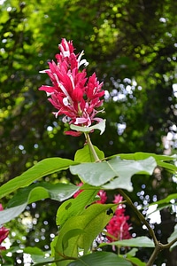 Nature garden peradeniya photo