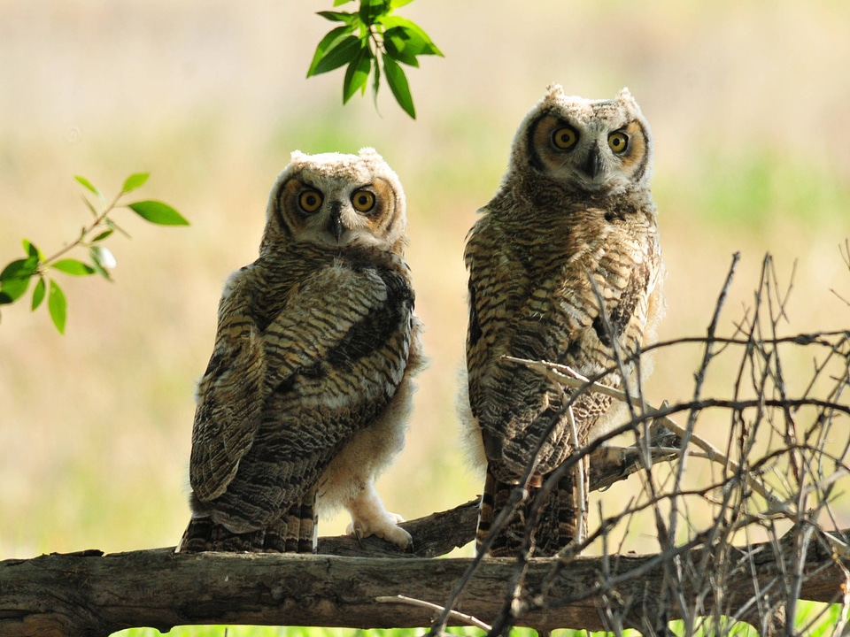 Great Horned Owls
