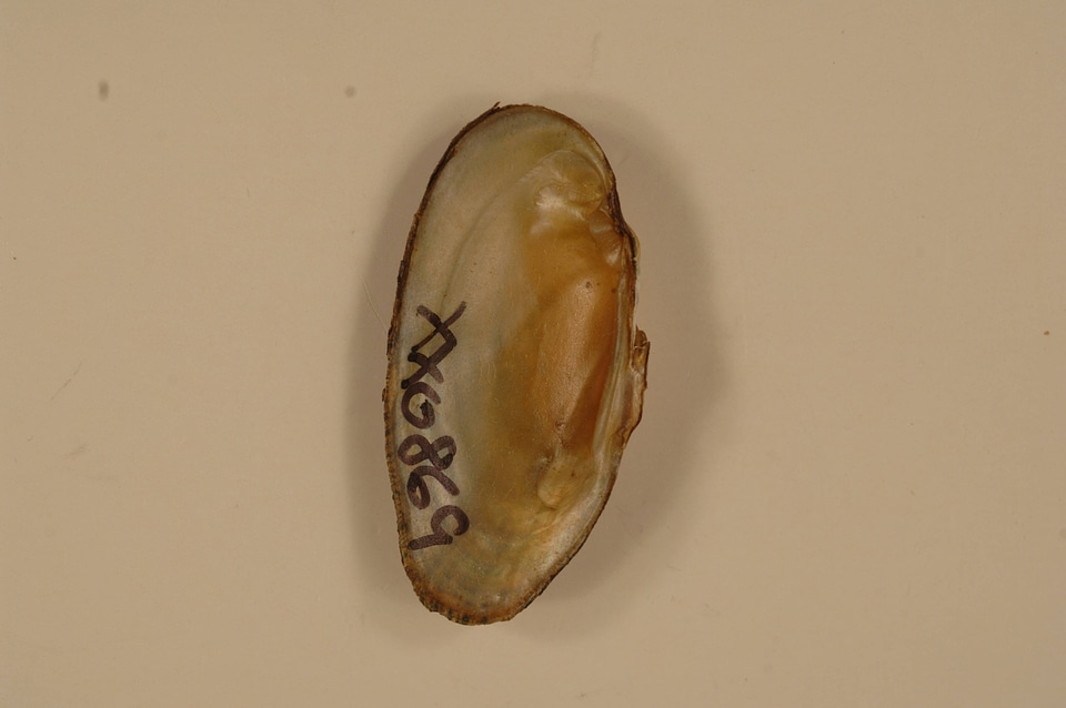 Medionidus conradicus (inside)