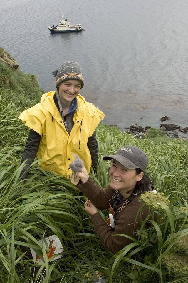 Fork-tailed Storm-Petrel chick, Ulak Island-3