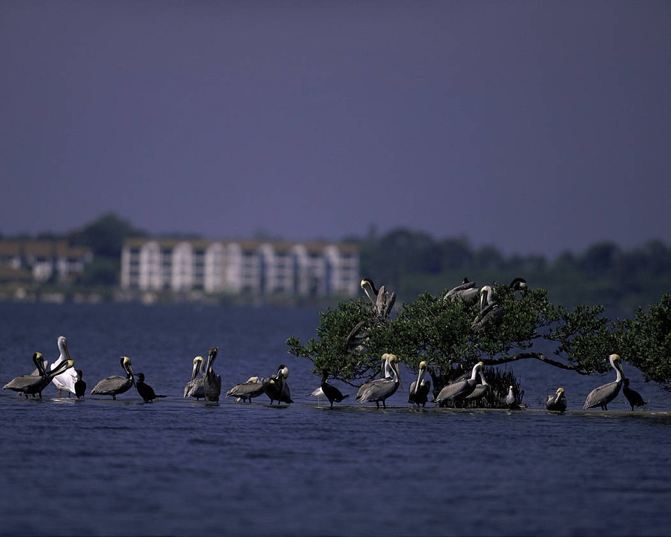 Pelican Island National Wildlife Refuge, Florida