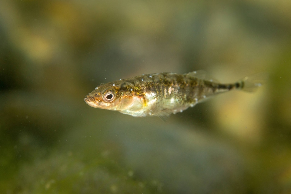 Threespine stickleback-3
