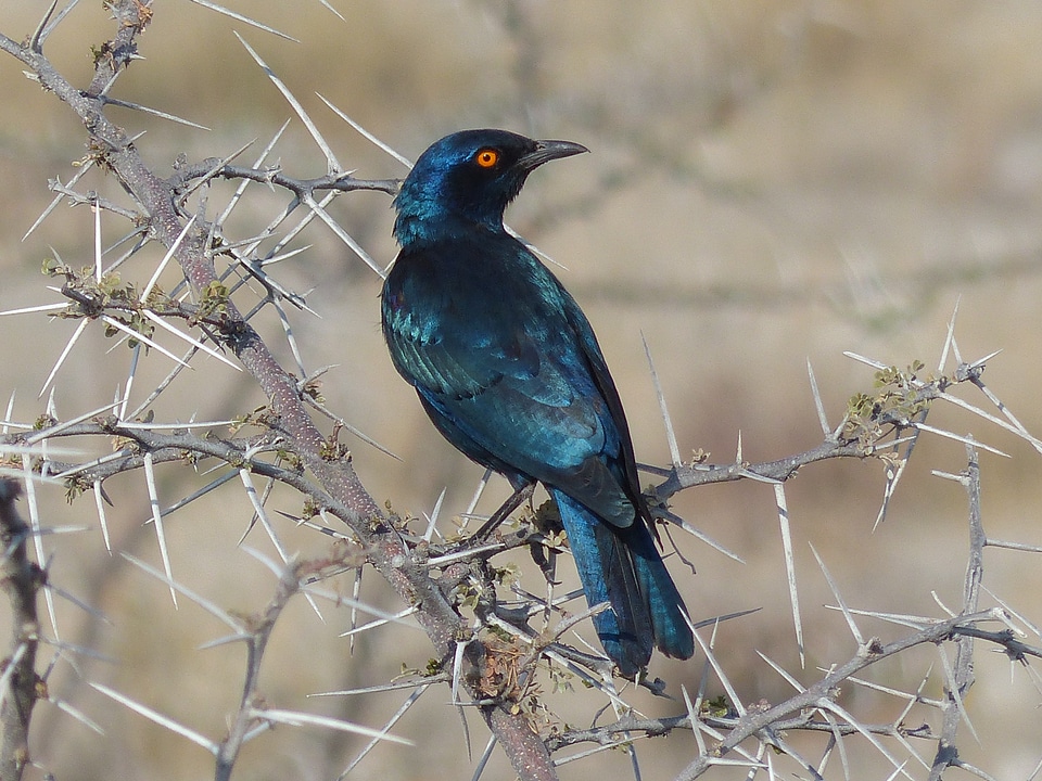Namibia etoshapfanne star