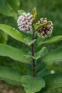 Monarch caterpillar on Common milkweed-3
