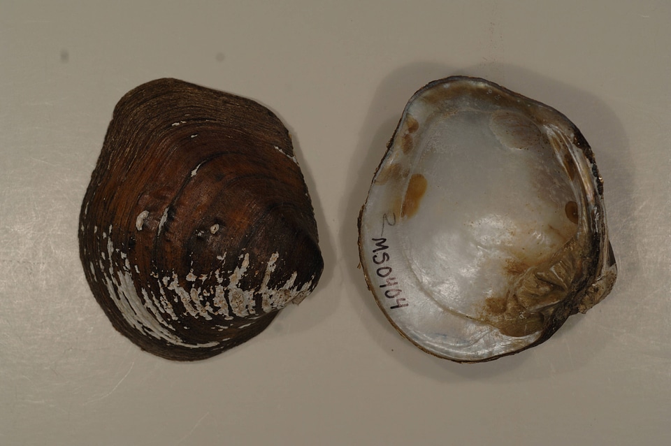 Amphinaias pustulosa-2