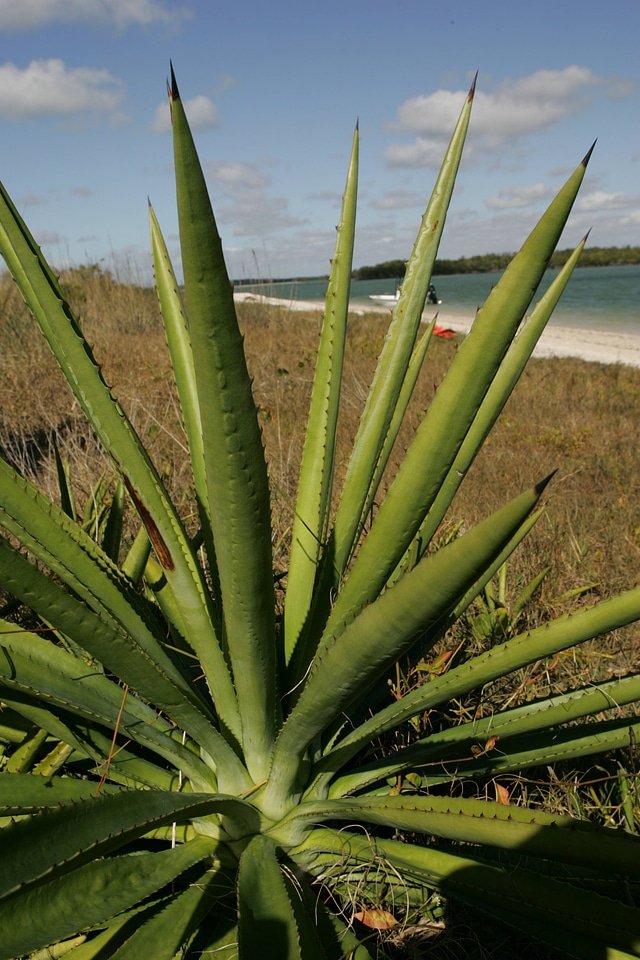 Cactus by the beach