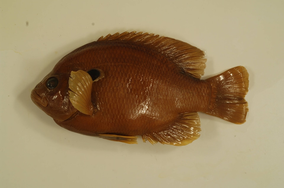 Lepomis hybird