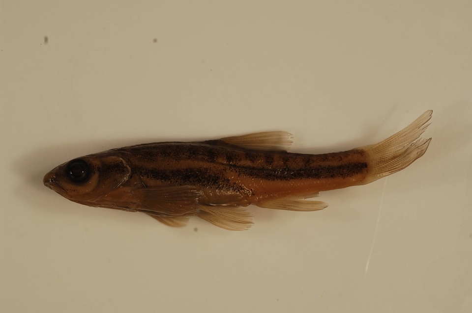 Chrosomus oreas-2