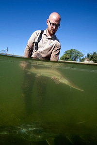 Fishery biologist surveys a Pallid sturgeon-1 photo