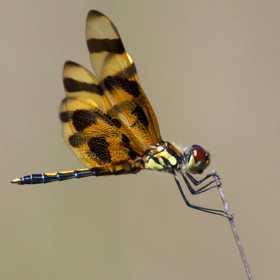 Halloween pennant dragonfly-1