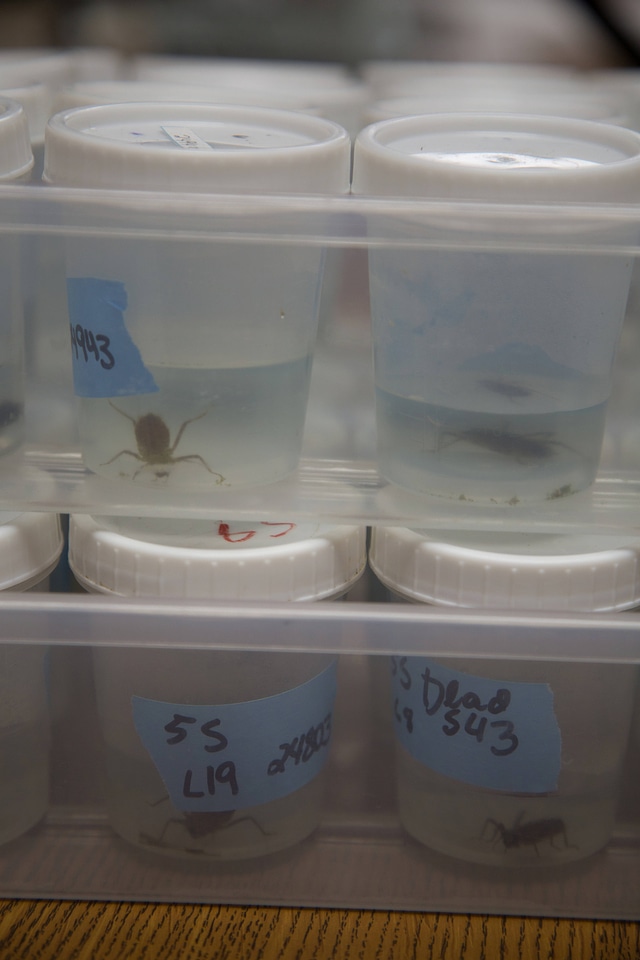 Hine's emerald dragonfly ready for examination by researchers