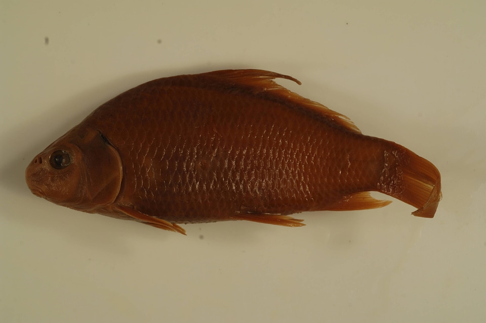 Carpiodes cyprinus-1