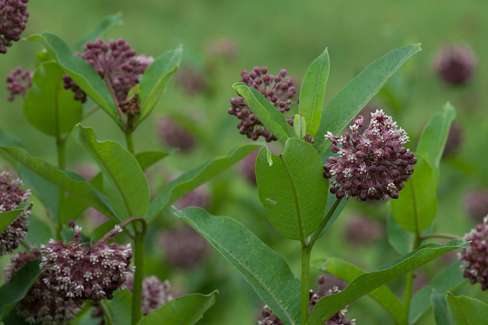 Common Milkweed-1