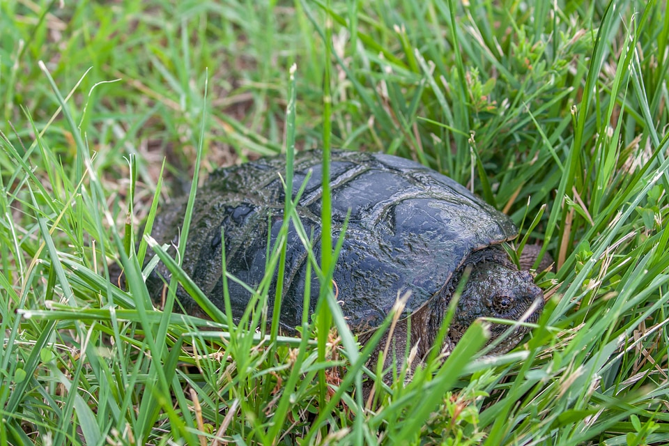 Snapping turtle in grass