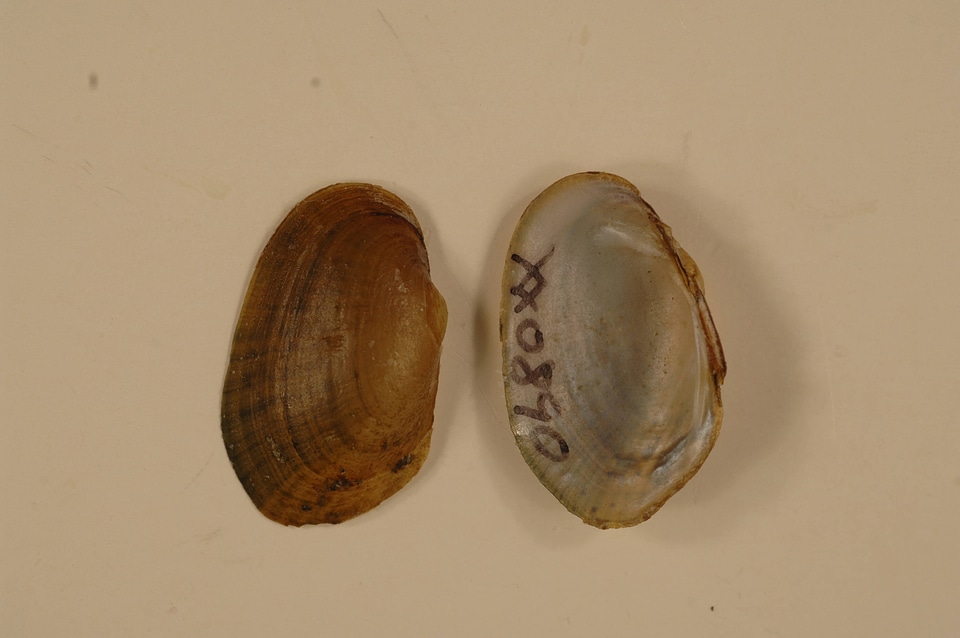 Epioblasma capsaeformis-2