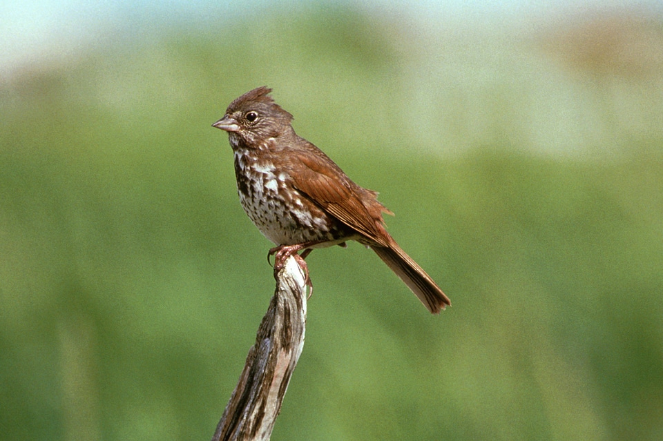 Fox Sparrow-2 photo