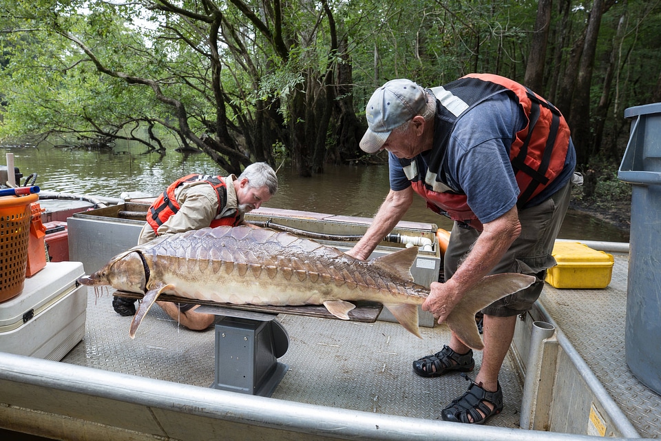 Biologists weigh a Gulf sturgeon -3